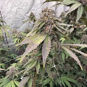 Biscotti Gelato > Fast Buds